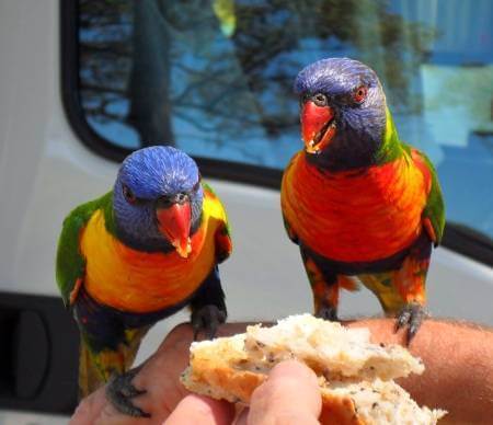 Feeding native birds