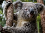 koala