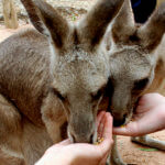 Kangaroos Feeding-at-the-Billabong-Sanctuary- students feeding kangaroos