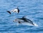 Dolphins playing