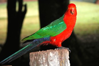 Magnificent Birdlife at Mystery Mountain