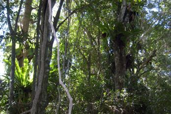 Mystery Mountain Rainforest